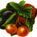 Who doesn't like cherries?