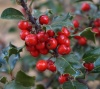 holly