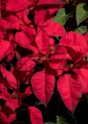 poinsettia